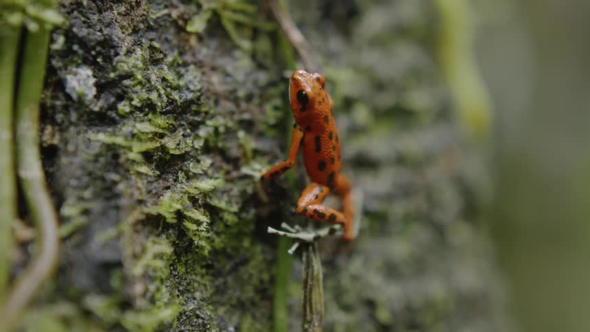 Frog climbs on a mossy tree trunk