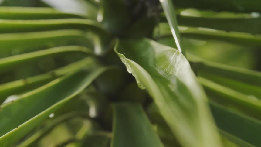 Green leaves cover a plant