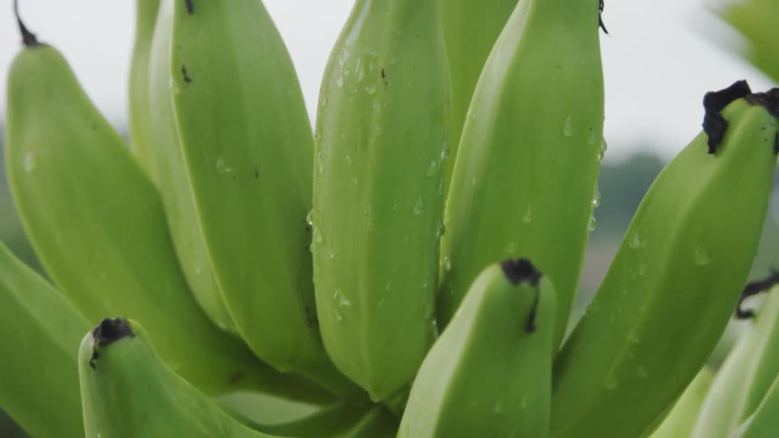 Water droplets sit on the green bananas