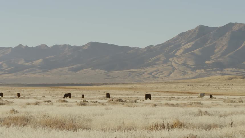 Horses graze in a rural field
