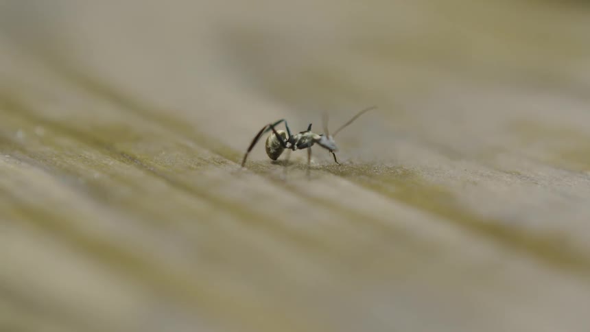 Ant sits on a striped surface