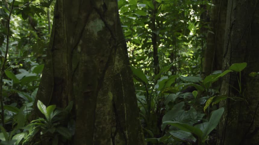 Trees grow in a forest