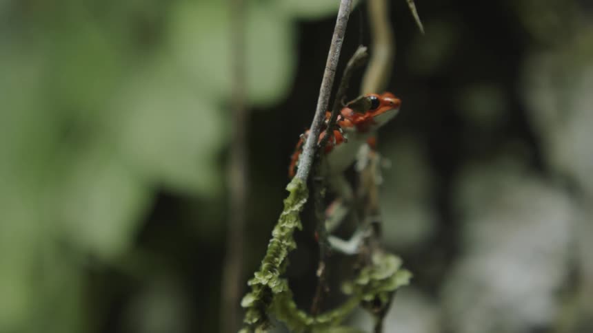 A frog climbs on a vine
