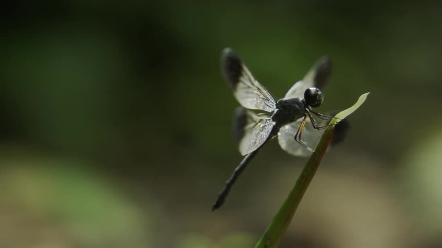 Dragonfly perched on a blade of grass