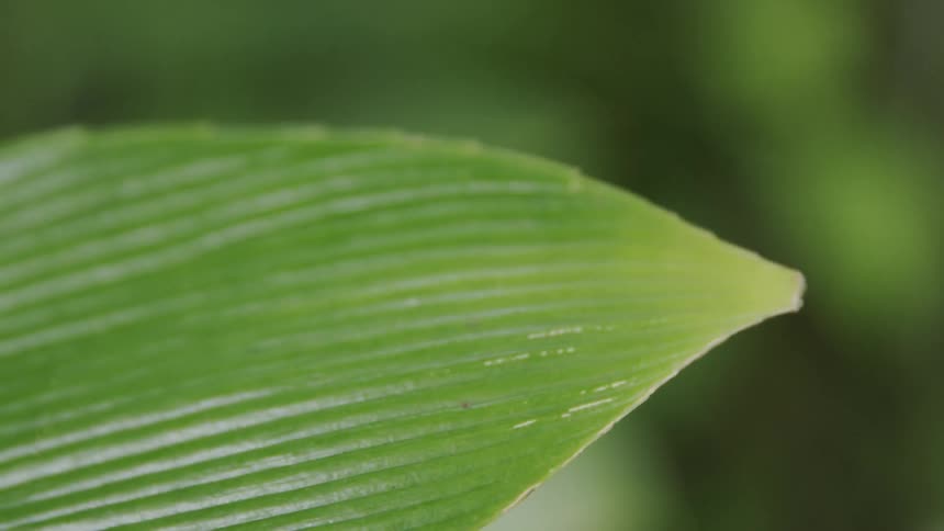 A butterfly flies from a leaf