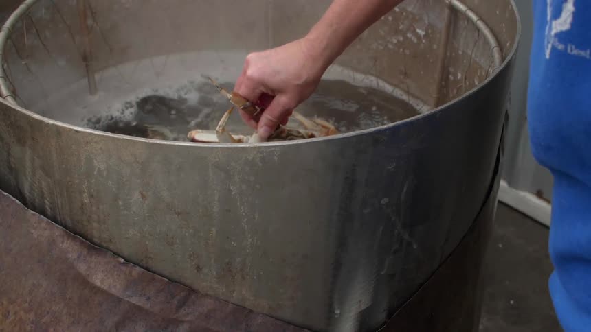 Woman holds a crayfish in a large pot of hot water