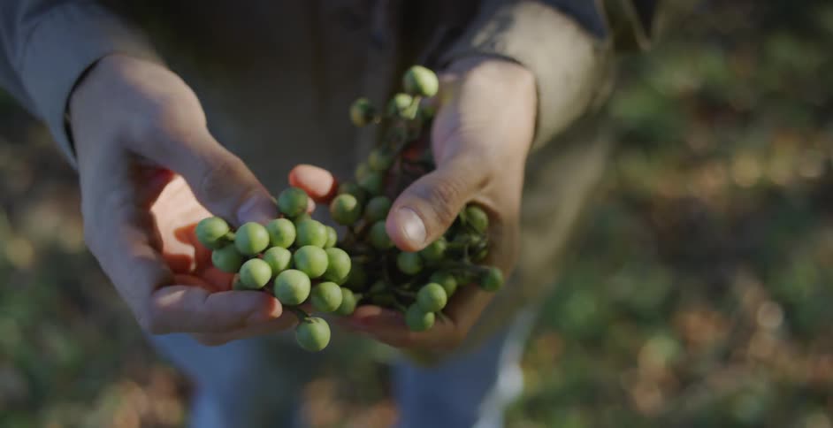 A person examines some pea bunches in their hand