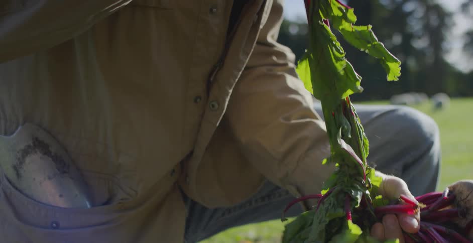 A farmer holds beets in a rural field