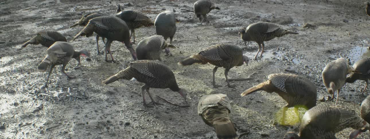 Turkeys eat in a dirt field