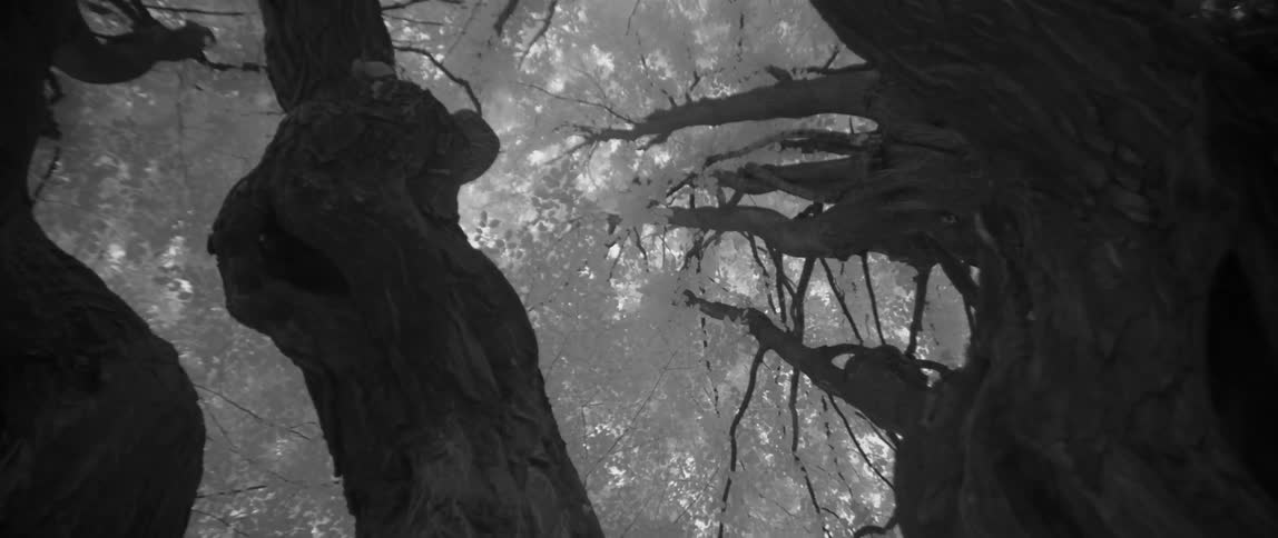 Trees stand tall in the forest