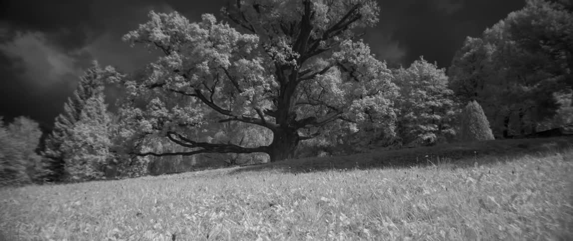 A blossoming tree in a grass field