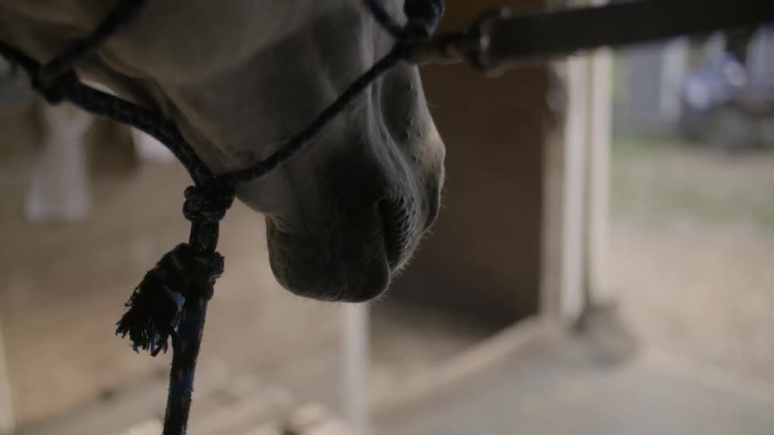 A horse with a rope bridle