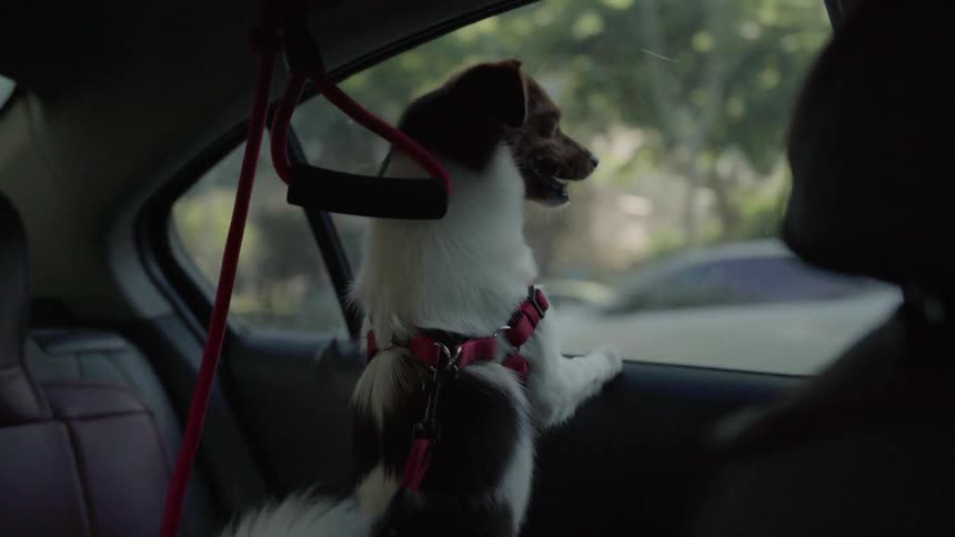 Dog rides in the backseat of a car