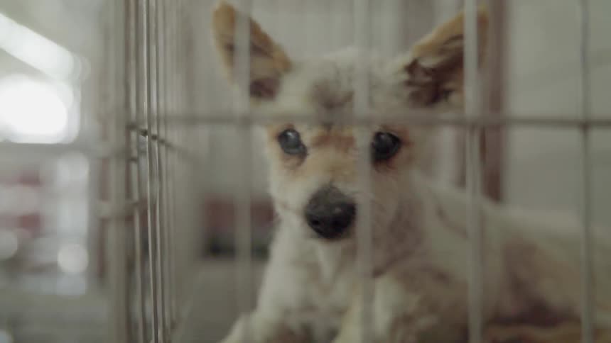 A dog sits in a cage