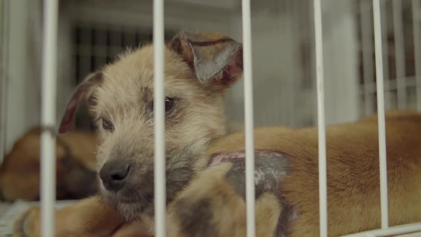 A dog sits in a crate
