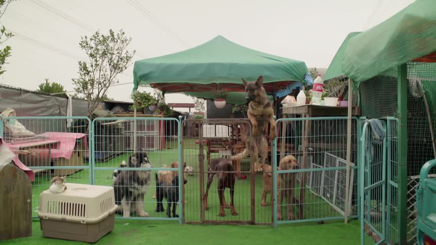 Dog tries to climb a fence in a kennel