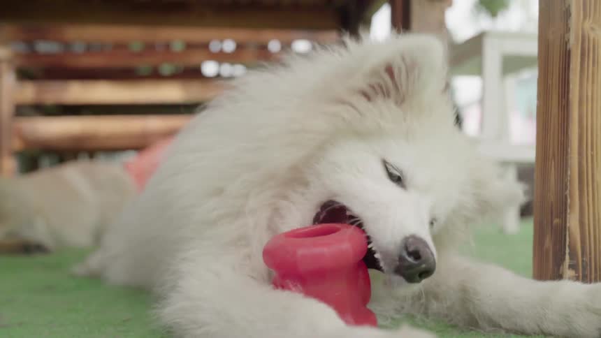 The dog is chewing on a toy outside