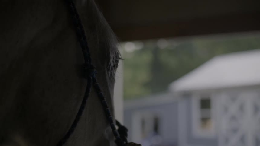 A horse stands in its stall and blinks