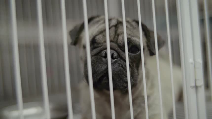 Dog licks his face as he lays in a dog cage