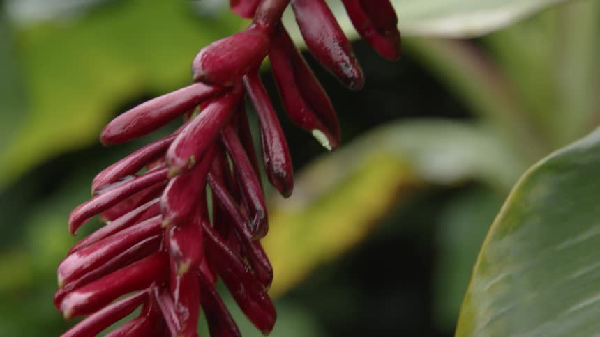Water droplets cover a tropical flower