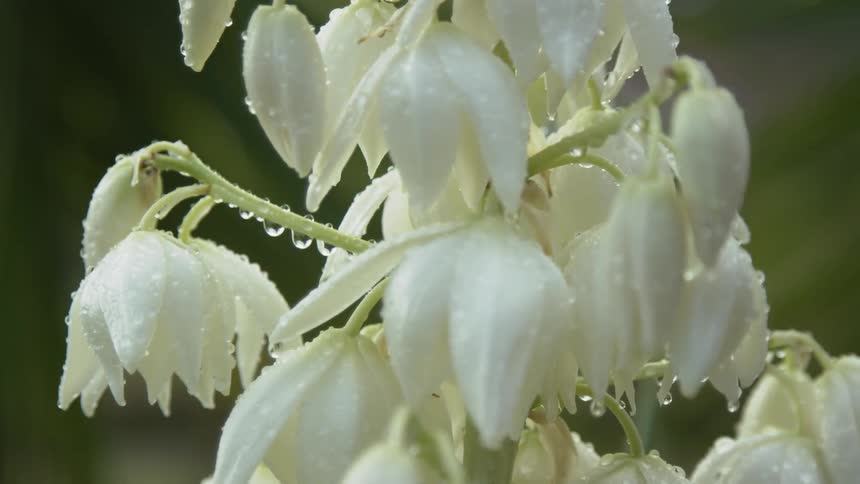 Rain drops hang on stems and petals of a flowering plant