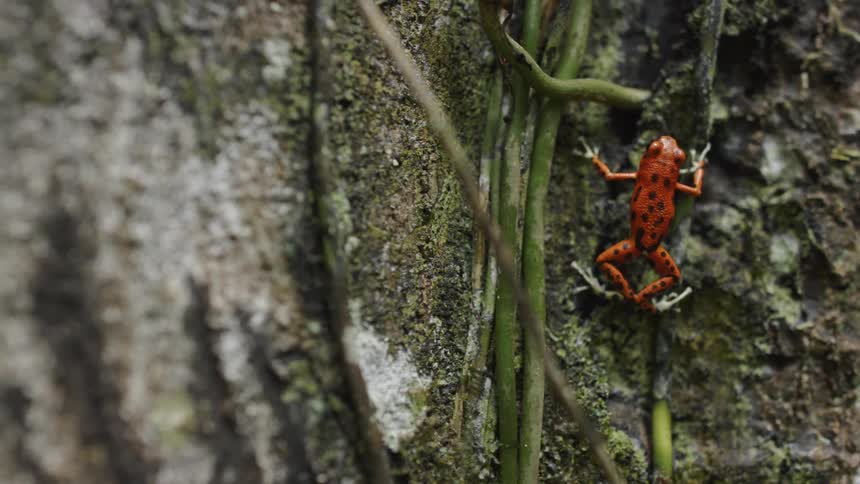 The red frog is crawling on the side of a tree
