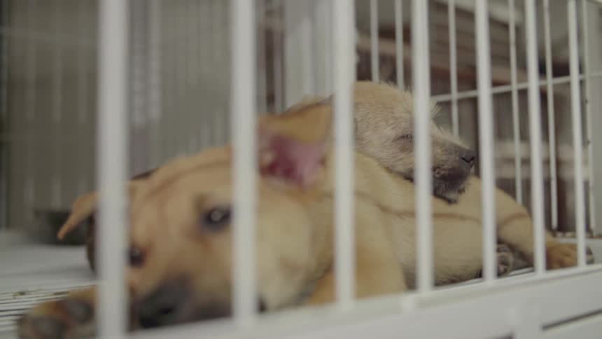 Two puppies lying down in a cage