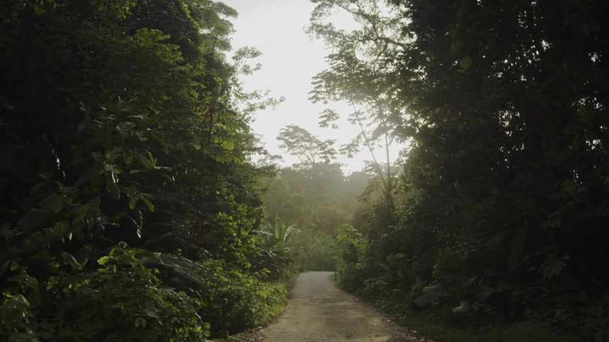 Sun shines over a path surrounded by trees