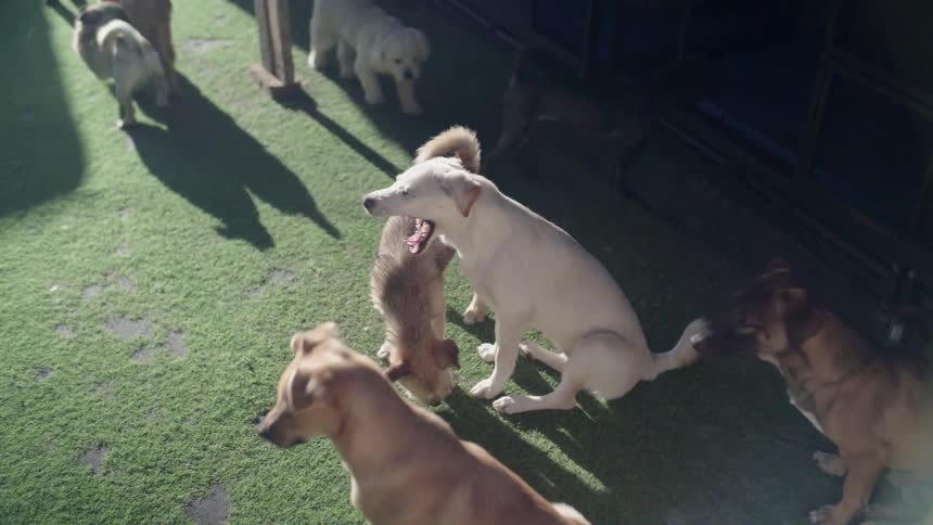 Several dogs walk around on the green grass