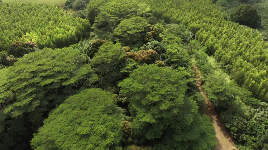 Trees grow in a forest
