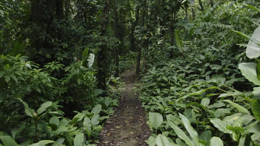 Dirt path leads through the green forest