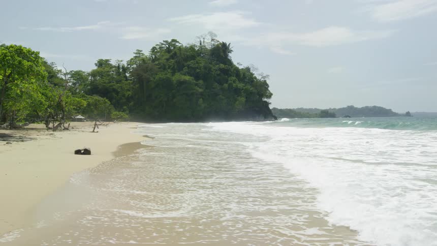 Foamy waves crash into the sandy beach near the trees