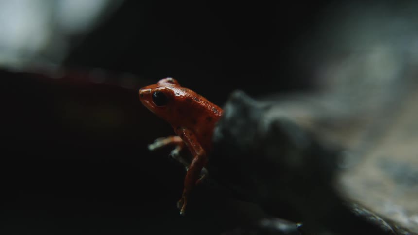A red frog is on the branch