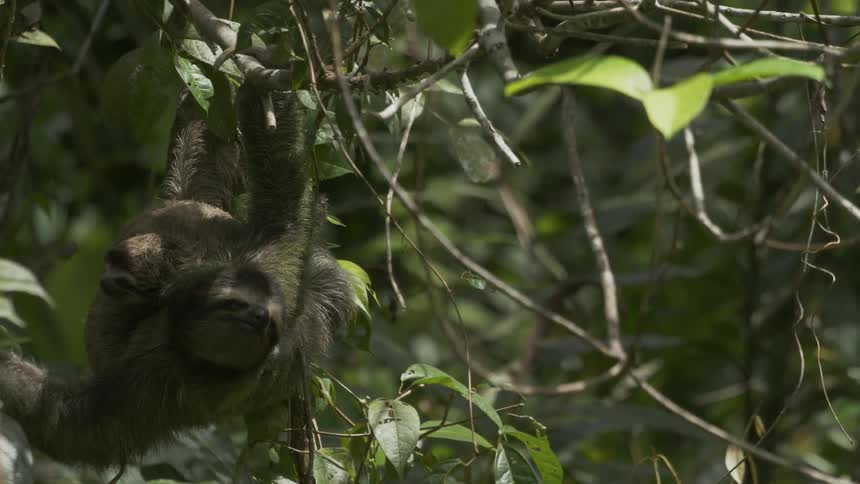 The sloth is hanging from the branch