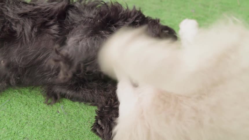 Two dogs bite at each other and play