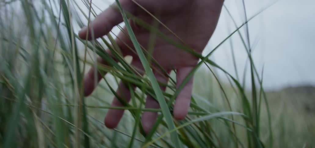 A hand touches tall grass in a field