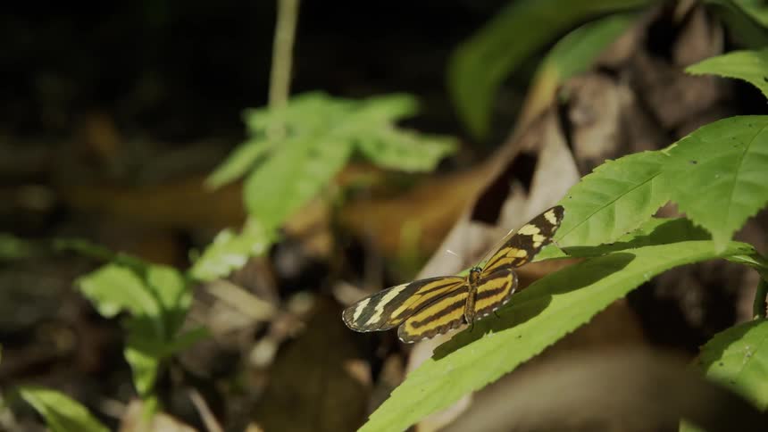 A butterfly is sitting on the large leaf