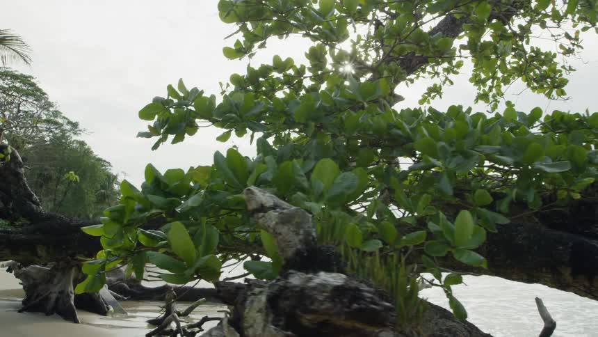 A tree is fallen on the coast