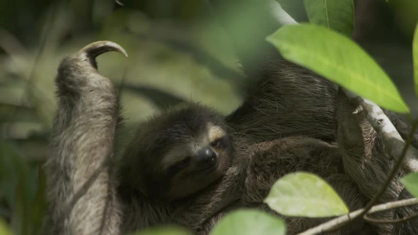 A sloth hangs from a tree branch