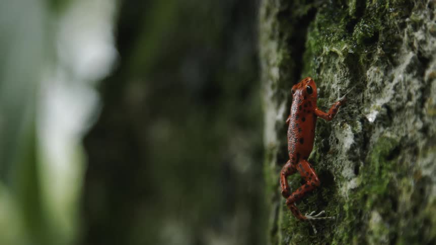 Orange and black frog grasps the side of a tree