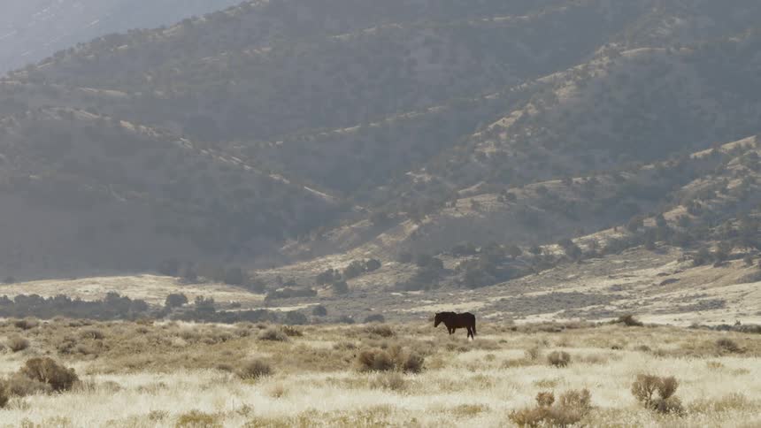 A horse walks in a rural field