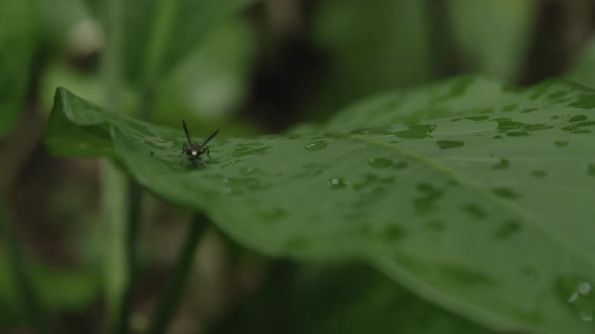 Water droplets sit on a green leaf as a fly walks on it