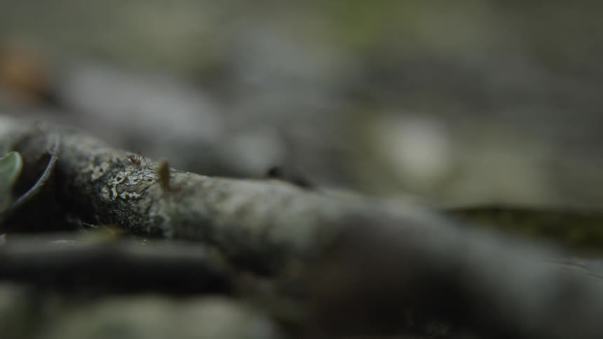 Ants crawl on a tree branch