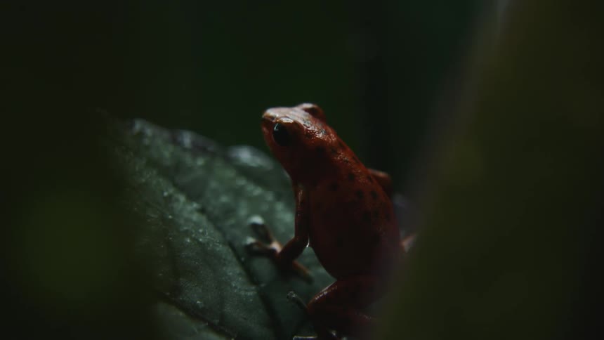 Frog sits on dew covered leaf