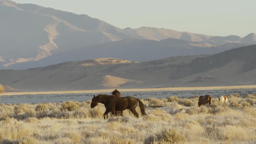 Two brown horses frolic in a field near the mountains