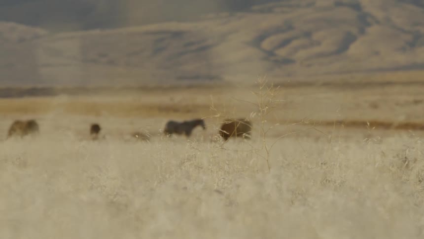 Horses stand and graze on a grassy plain