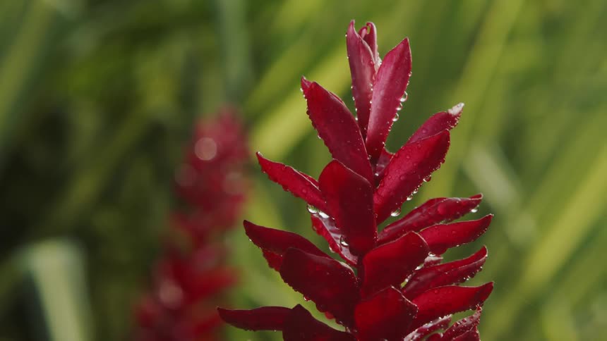 Droplets of water cling to a flower blossom in daylight