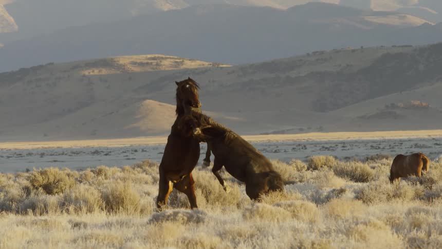 Two horses fight in the middle of a field