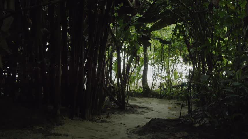 Dirt path sits in a dark forest