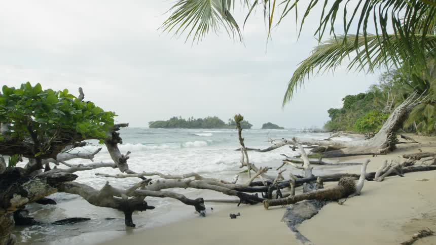 The shore is covered with fallen trees